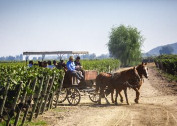 Viu Manent celebra la Vendimia 2023 con su emblemático programa en Colchagua