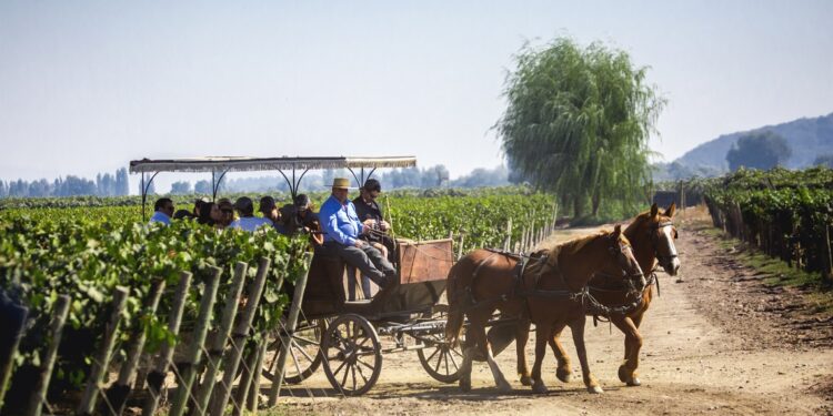 Viu Manent celebra la Vendimia 2023 con su emblemático programa en Colchagua