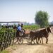 Viu Manent celebra la Vendimia 2023 con su emblemático programa en Colchagua