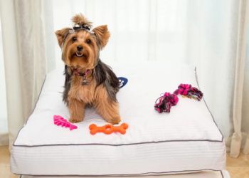 Resorts para mascotas: la nueva tendencia de viajes