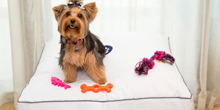 Resorts para mascotas: la nueva tendencia de viajes