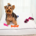 Resorts para mascotas: la nueva tendencia de viajes