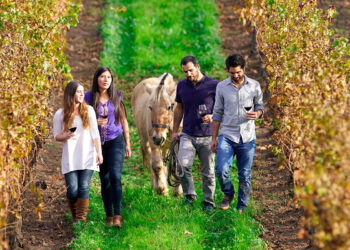 Santiago se posiciona como la capital del vino con la Vendimia del Valle del Maipo 2023