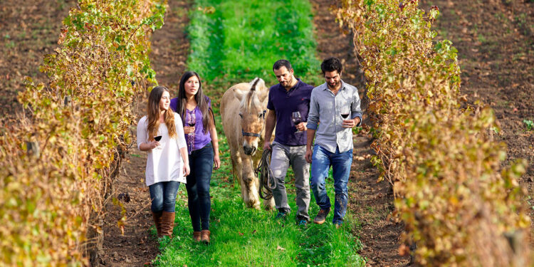 Santiago se posiciona como la capital del vino con la Vendimia del Valle del Maipo 2023
