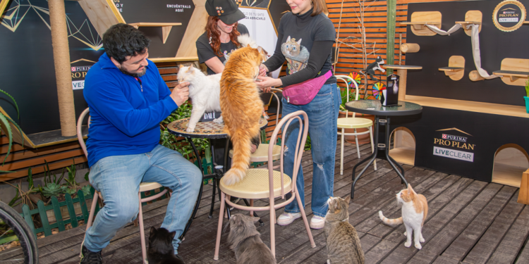 Si eres amante de los gatos, pero les tienes alergia, el Cat Café “Mundo de Dalí” es para ti