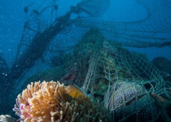 Novotel anuncia asociación con WWF para la protección del océano