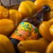 Guayacán lanza Lager Papaya y ocupa la fruta insigne del Valle de Elqui para su cerveza más transversal