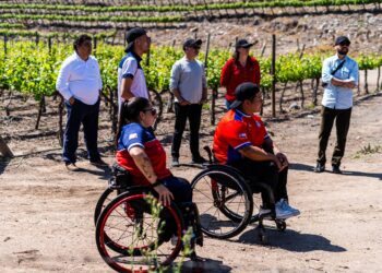 Casillero del Diablo destaca beneficios de plan de reforestación en Pirque con 2 mil quillayes
