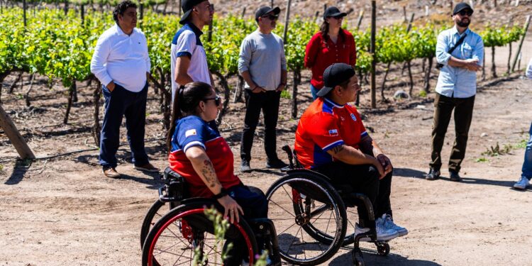 Casillero del Diablo destaca beneficios de plan de reforestación en Pirque con 2 mil quillayes